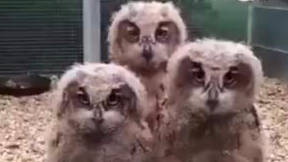 【今日傻鸮】三只魔性的小猫头鹰:咦?有人在拍我们